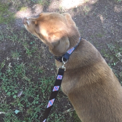 Dog Coller and Leash Set 